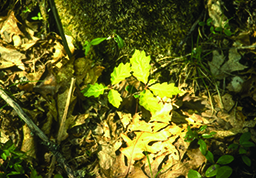 redoak_crop
