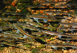 smelt_crop