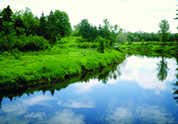 ninemile_crop