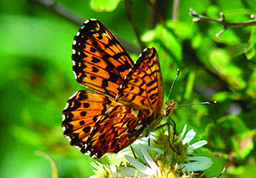 butterfly_crop