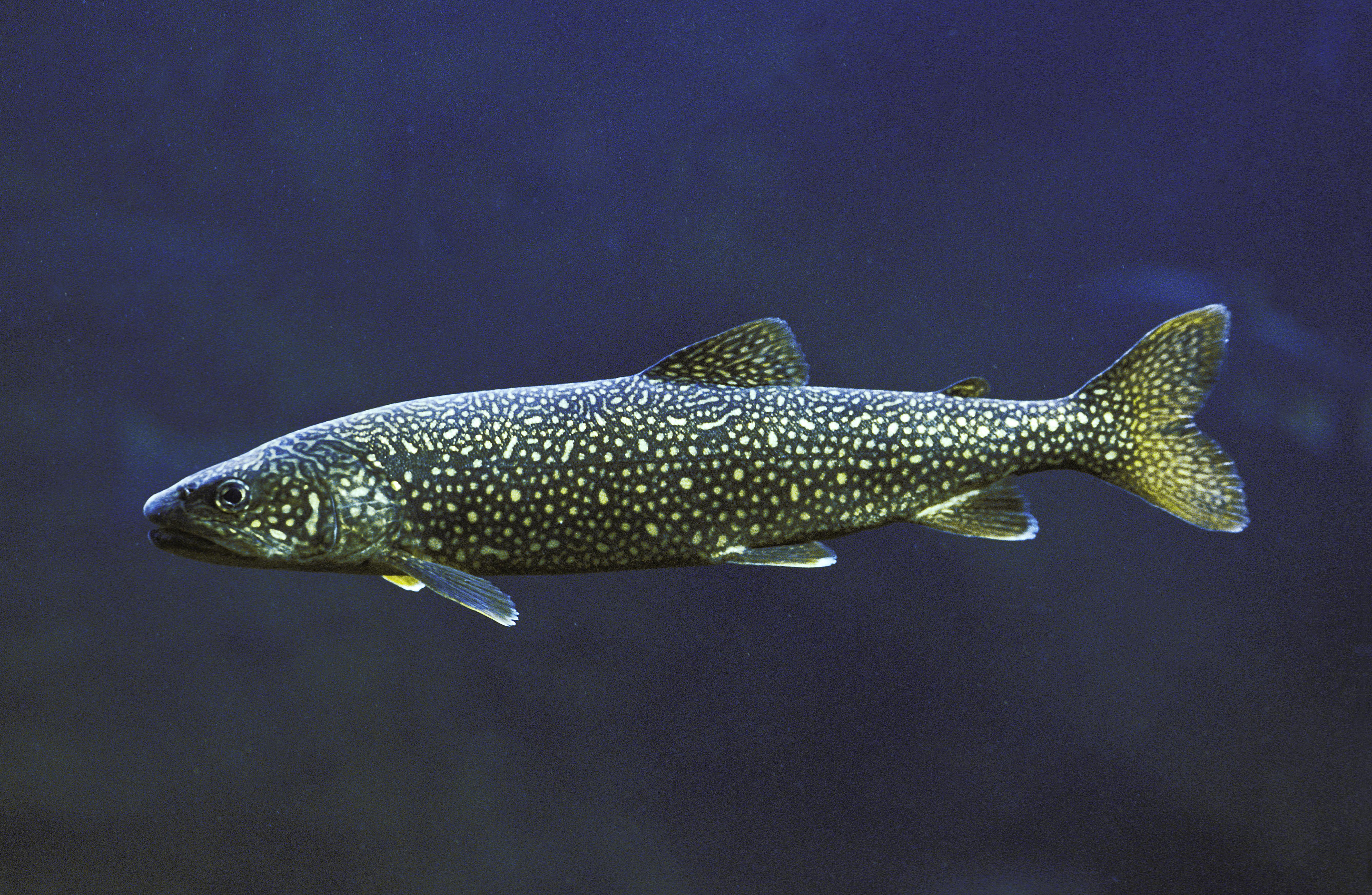 World Wetlands Day Lake Trout 2025 World Wetlands Day Lake Trout 2025