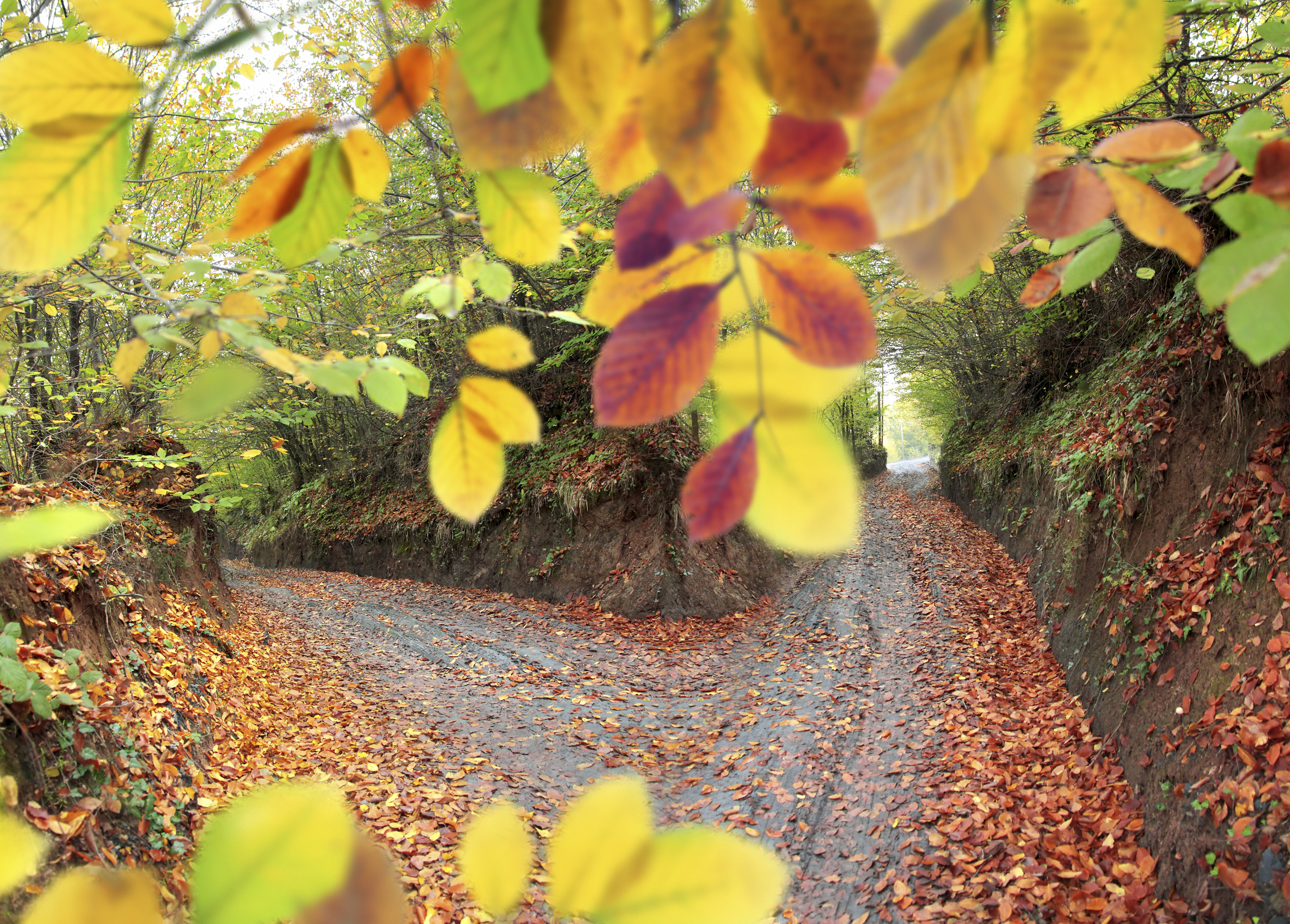 Fall_Colours_1 Fall_Colours_1