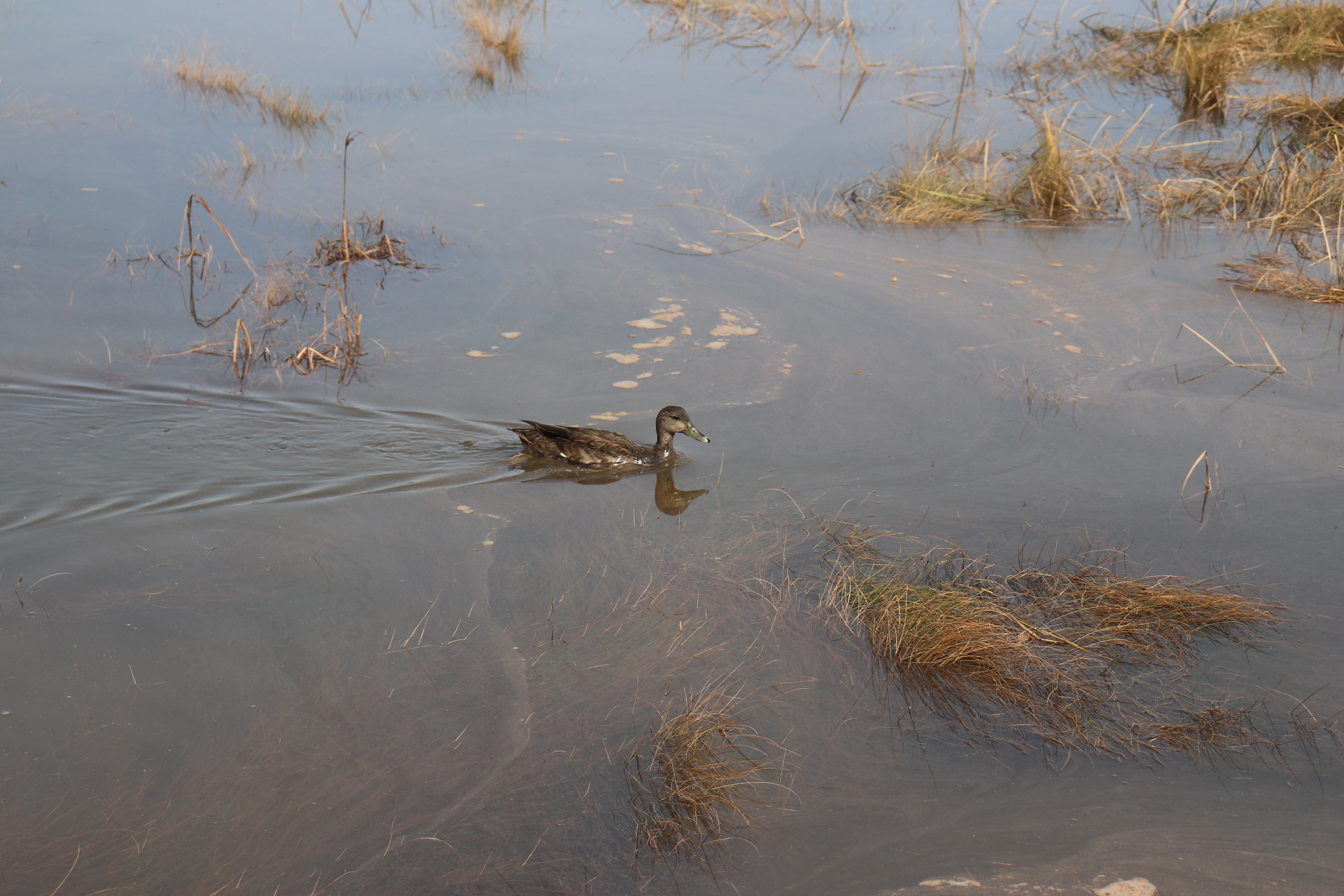 Treasured Wetlands Photo 1