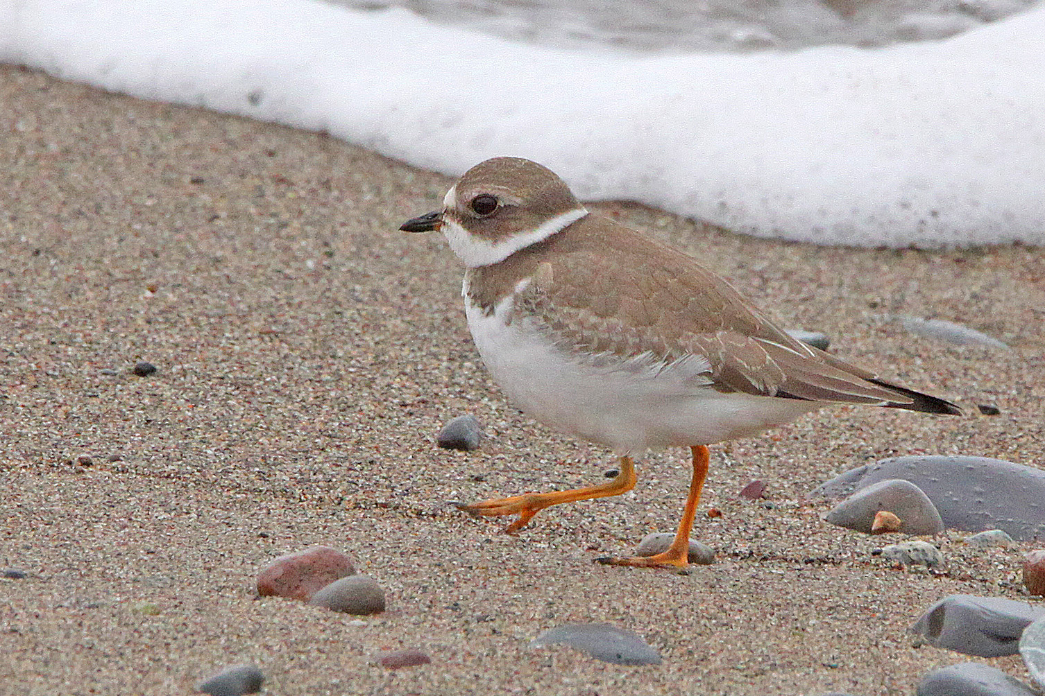 Plover Banner