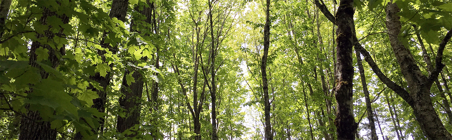 intlforests_l