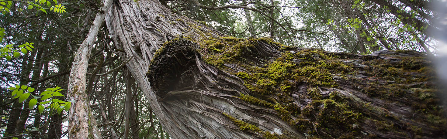 bigtree_banner